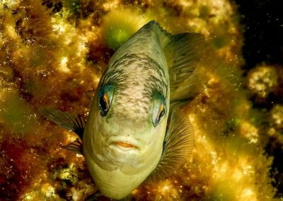 2017 | Egypte Marsa Alam